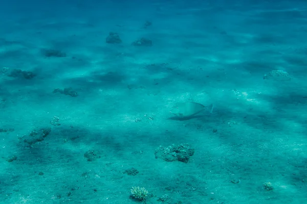 Underwater World Sea Coral Reef Marsa Alam City Egypt — Zdjęcie stockowe