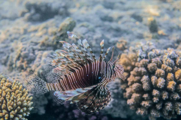 Underwater World Sea Coral Reef Marsa Alam City Egypt - Stock-foto