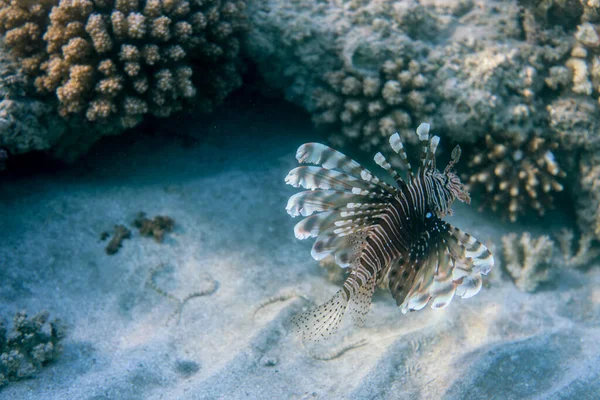 Mundo Submarino Del Arrecife Coral Mar Cerca Ciudad Marsa Alam — Foto de Stock