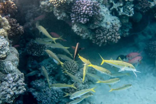 Mundo Submarino Del Arrecife Coral Mar Cerca Ciudad Marsa Alam — Foto de Stock