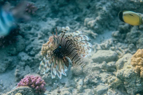 Podvodní Svět Korálového Útesu Sea Poblíž Města Marsa Alam Egypt — Stock fotografie