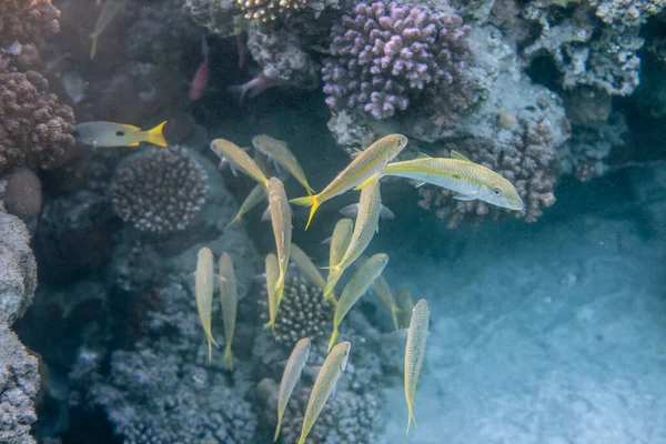 Mundo Submarino Del Arrecife Coral Mar Cerca Ciudad Marsa Alam — Foto de Stock