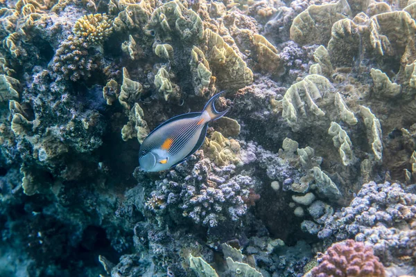 Υποβρύχια World Sea Coral Reef Κοντά Στην Πόλη Marsa Alam — Φωτογραφία Αρχείου