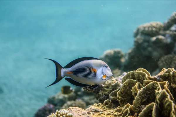 Mondo Subacqueo Della Sea Coral Reef Vicino Alla Città Marsa — Foto Stock