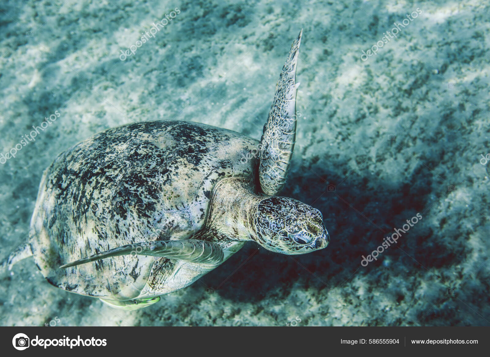 Big Red Sea Turtles Marsa Alam Beach Beach Egypt — Stock Photo
