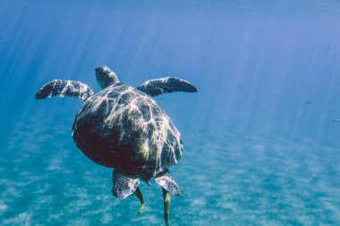 Marsa Alam Sahili yakınlarındaki Büyük Kızıl Deniz Kaplumbağaları, Mısır 