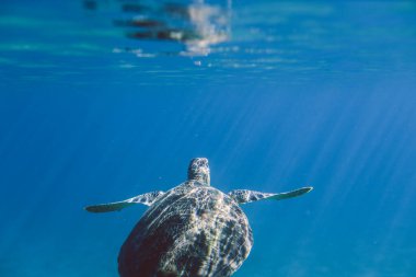 Marsa Alam Sahili yakınlarındaki Büyük Kızıl Deniz Kaplumbağaları, Mısır 