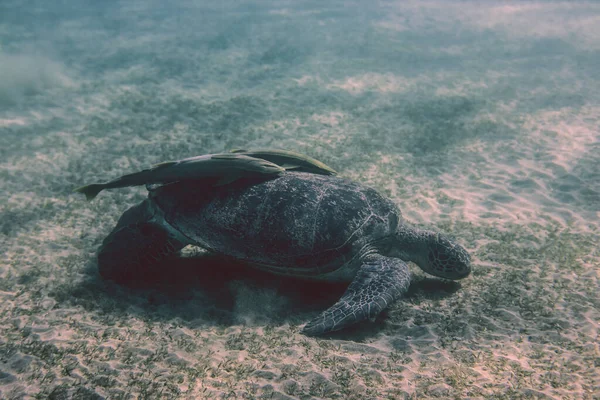 Μεγάλες Χελώνες Ερυθράς Θάλασσας Κοντά Στην Παραλία Marsa Alam Beach — Φωτογραφία Αρχείου