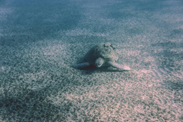 Big Red Sea Turtles Marsa Alam Beach Beach Egypt - Stock-foto