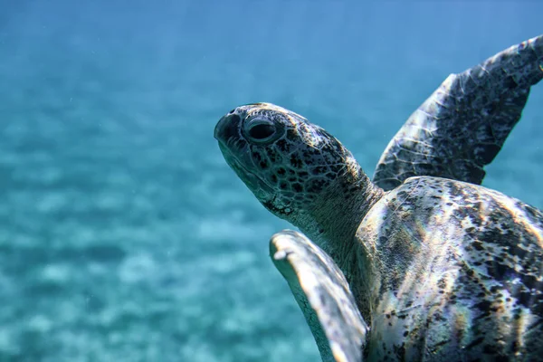 Big Red Sea Turtles Marsa Alam Beach Beach Egypt — Zdjęcie stockowe