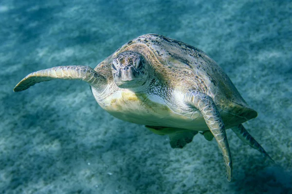 Big Red Sea Turtles Marsa Alam Beach Beach Egypt — Fotografia de Stock