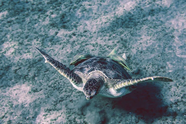 Big Red Sea Turtles Marsa Alam Beach Beach Egypt — Foto de Stock