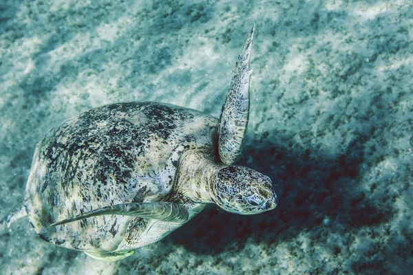 Big Red Sea Turtles Marsa Alam Beach Beach Egypt — Zdjęcie stockowe