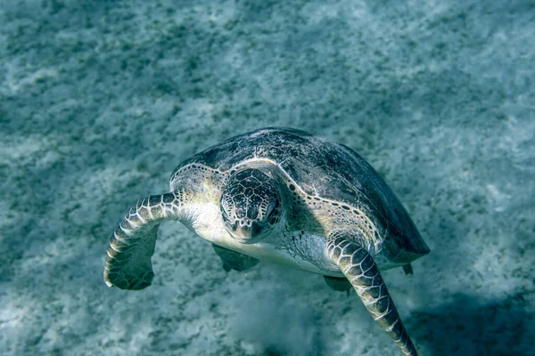 Big Red Sea Turtles Marsa Alam Beach Beach Egypt — Foto de Stock