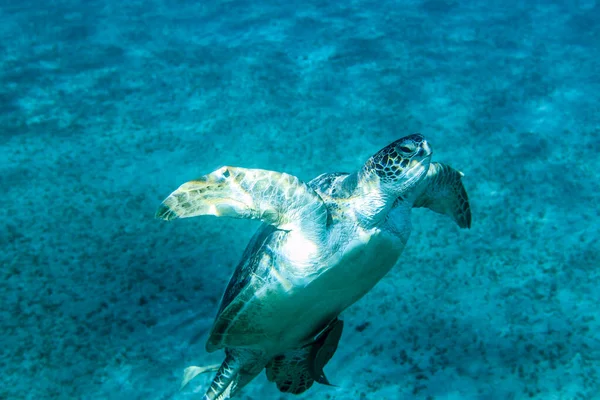 Big Red Sea Turtles Marsa Alam Beach Beach Egypt — Stock fotografie