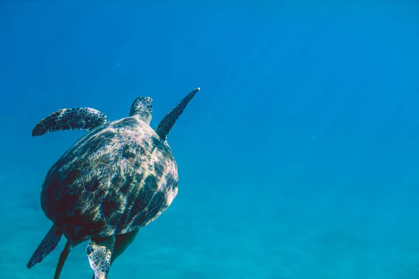 Big Red Sea Turtles Marsa Alam Beach Beach Egypt — Zdjęcie stockowe