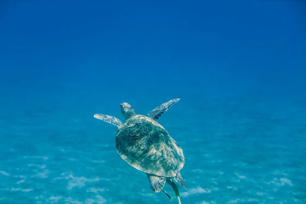 Big Red Sea Turtles Marsa Alam Beach Beach Egypt — Foto de Stock