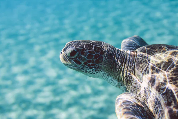 Big Red Sea Turtles Marsa Alam Beach Beach Egypt — Foto de Stock