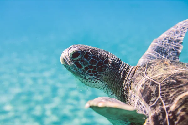 Big Red Sea Turtles Marsa Alam Beach Beach Egypt — Foto de Stock