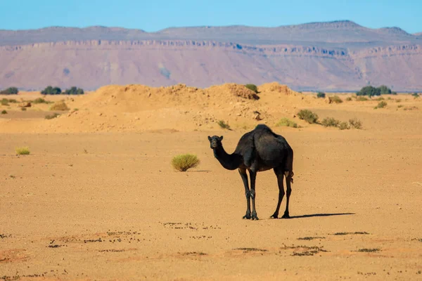 Дикие Верблюды Среди Сухих Оранжевых Песков Пустыни Сахара Алжир — стоковое фото