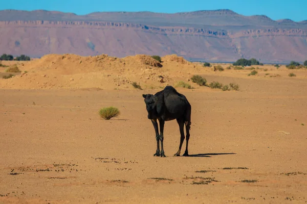 Wild Camels Dry Orange Sands Sahara Desert Algeria — 스톡 사진