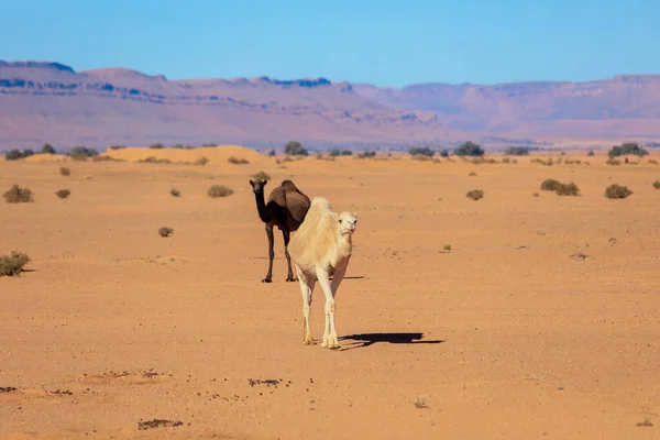 Wild Camels Dry Orange Sands Sahara Desert Algeria — Stock fotografie