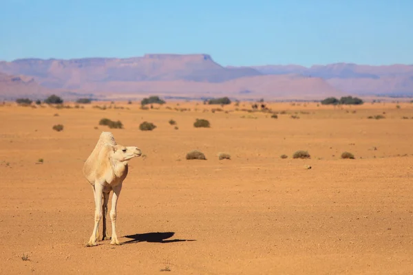 Wild Camels Dry Orange Sands Sahara Desert Algeria — Φωτογραφία Αρχείου