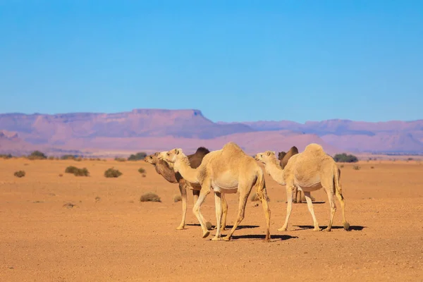 Дикі Верблюди Серед Сухих Помаранчевих Пісків Пустелі Сахара Алжир — стокове фото