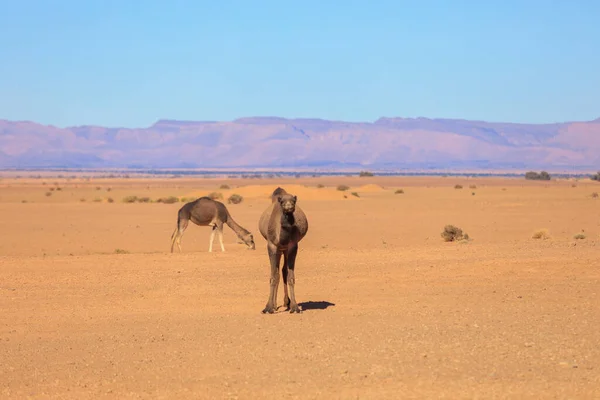 Дикі Верблюди Серед Сухих Помаранчевих Пісків Пустелі Сахара Алжир — стокове фото