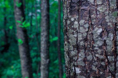 Gri renkli doğal ahşap ve taş dokular.