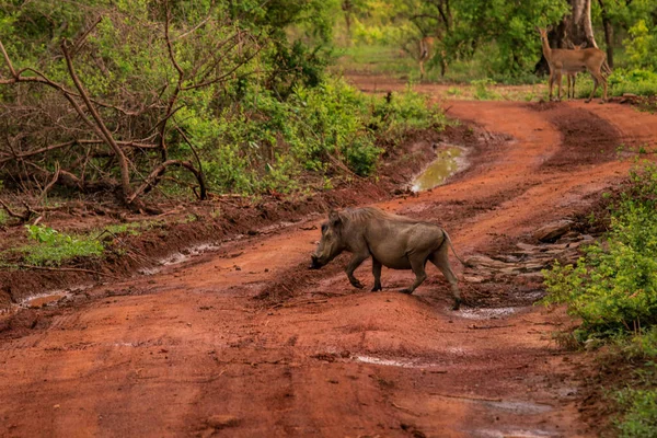 Wild Life Animals Mole National Park Largest Wildlife Refuge Ghana — стокове фото