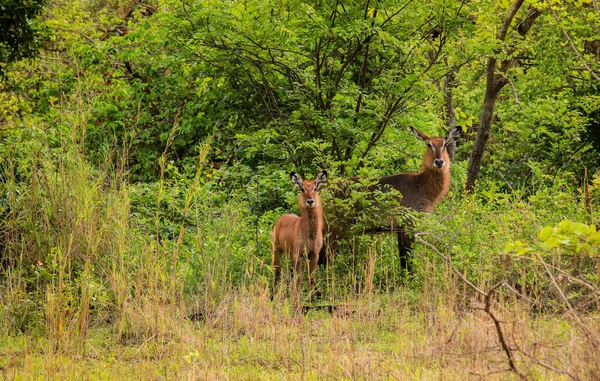 Wild Life Animals Mole National Park Largest Wildlife Refuge Ghana — Fotografie, imagine de stoc