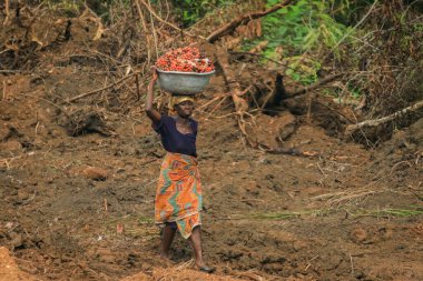 Accra, Gana - Nisan 06, 2022: Yerel Afrikalılar Gana Köyü, Batı Afrika 'da günlük işlerini yapıyorlar