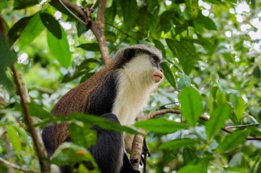 Amazing Mona monkeys in Tafi Atome Monkey Sanctuary, Ghana