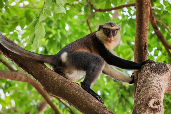 Amazing Mona monkeys in Tafi Atome Monkey Sanctuary, Ghana