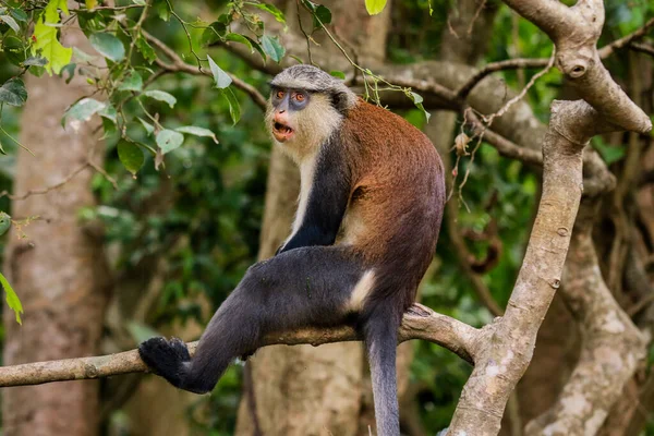 Amazing Mona Monkeys Tafi Atome Monkey Sanctuary Ghana — Stockfoto
