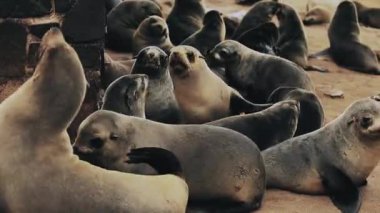 Colony of Seals in the Cape Cross Nature Reserve in Namibia