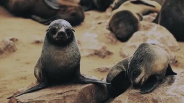 Colony of Seals in the Cape Cross Nature Reserve in Namibia