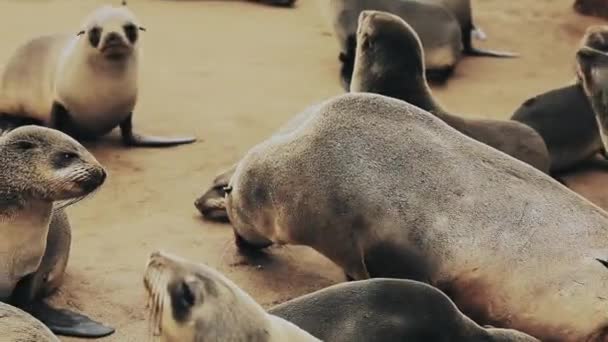 Colony Seals Cape Cross Nature Reserve Namibia — 图库视频影像