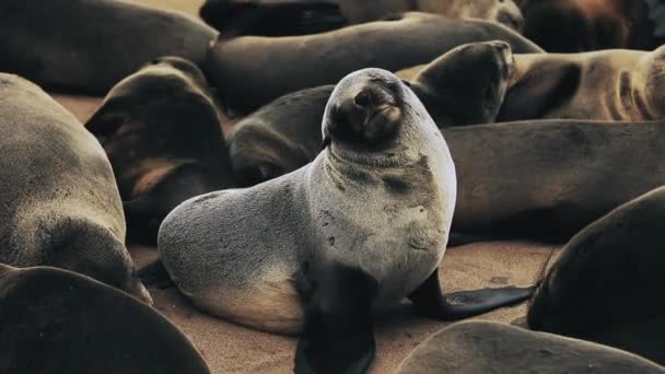 Colony Seals Cape Cross Nature Reserve Namibia — Stock Video