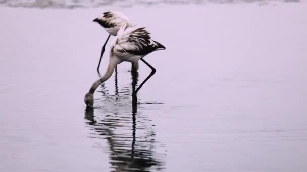 African Flamingos Lake Namibia — Video