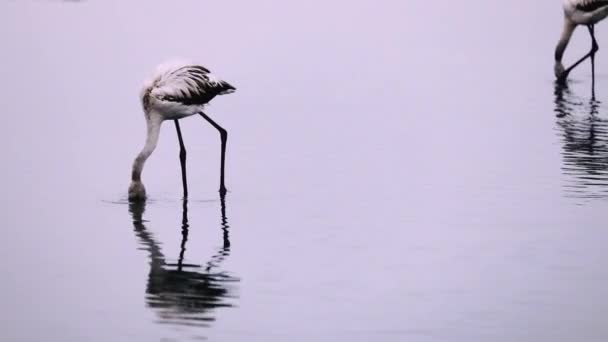 Фламинго Африки Озере Намибии — стоковое видео