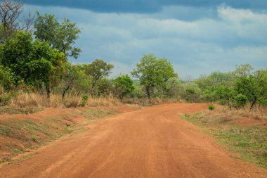 Empty Road with Orange Sand and Green Trees in the Mole National Park, the Largest wildlife refuge of Ghana, West Africa