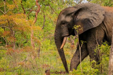 Beautiful Wild African Elephants in the Mole National Park, the largest wildlife refuge in Ghana, West Africa