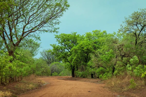 Empty Road Orange Sand Green Trees Mole National Park Largest — Stockfoto