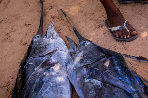 Local African Man Selling Fresh Marlin Fish Ghana Road West — Stockfoto