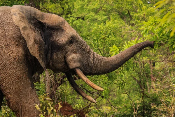 Beautiful Wild African Elephants in the Mole National Park, the largest wildlife refuge in Ghana, West Africa