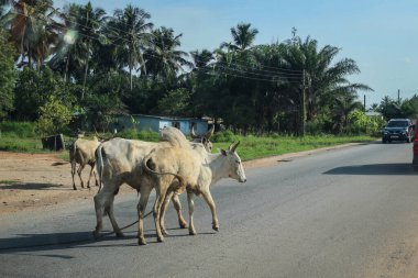 Scenic African Road under the Blue Sky in Ghana, West Africa