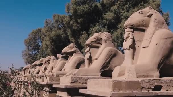 Статуи Древнем Храме Карнака Египет — стоковое видео
