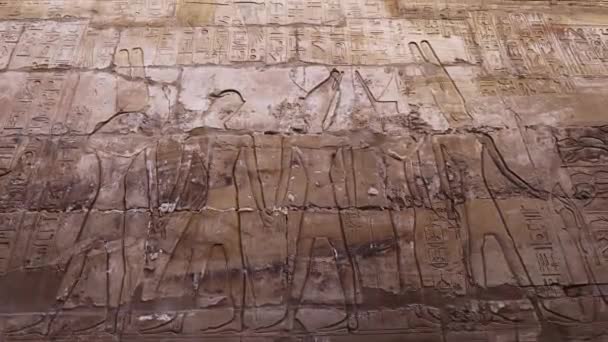 Egyptian Drawings Walls Karnak Temple Luxor — Stockvideo